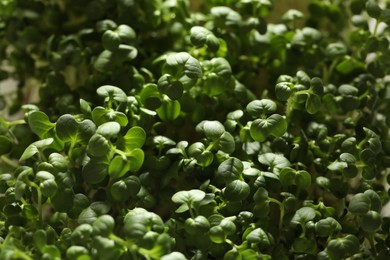 Sprouted arugula seeds as background, closeup view