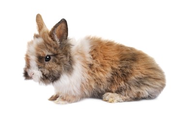 Fluffy rabbit isolated on white. Cute pet