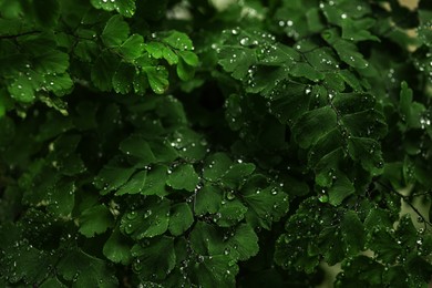 Photo of Green leaves with small water drops, closeup