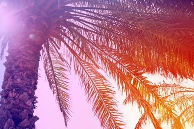 Image of Palm trees with lush foliage on sunny day, low angle view. Color toned