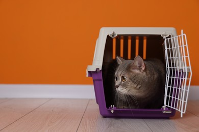 Photo of Travel with pet. Cute cat in carrier on floor near orange wall indoors, space for text