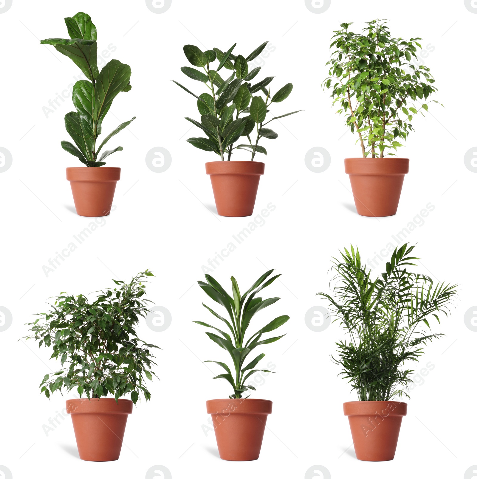 Image of Collage with different potted plants on white background. House decor