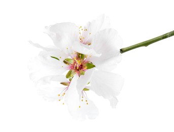 Photo of Tree branch with beautiful blossoms isolated on white. Spring season