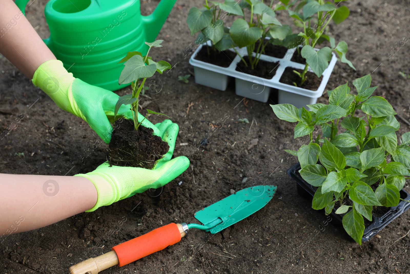 Photo of Woman wearing gardening gloves transplanting seedling from plastic container in ground outdoors, closeup