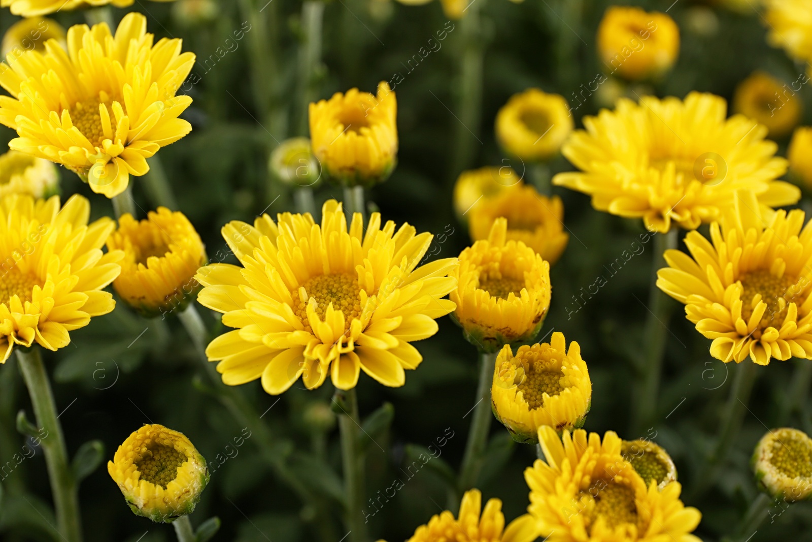 Photo of Beautiful yellow chrysanthemum flowers with leaves, closeup