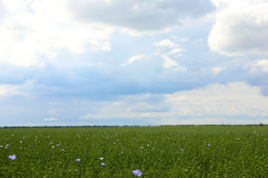 Picturesque view of beautiful blooming flax field