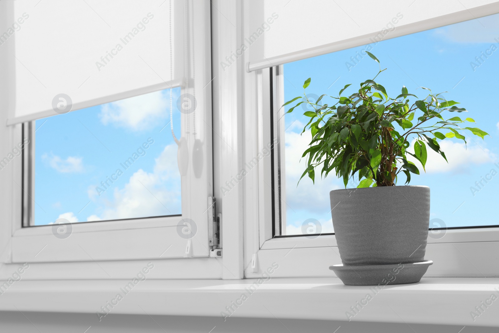 Photo of Green houseplant near window with white roller blinds indoors