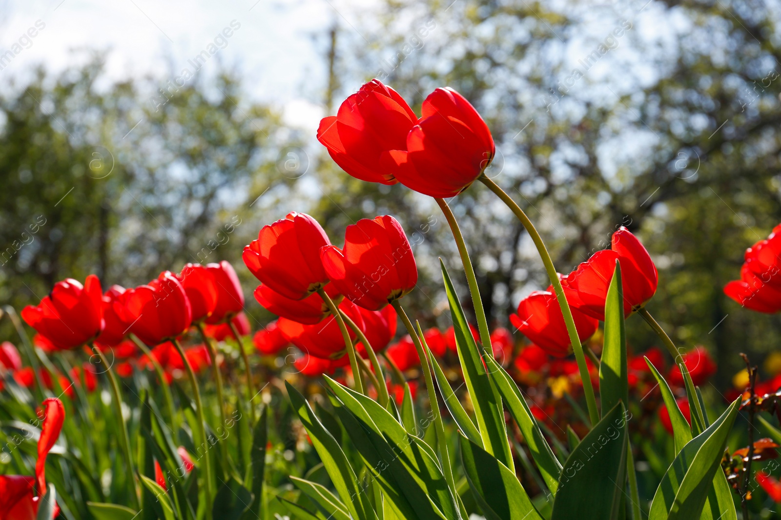Photo of Beautiful bright red tulips outdoors on sunny day
