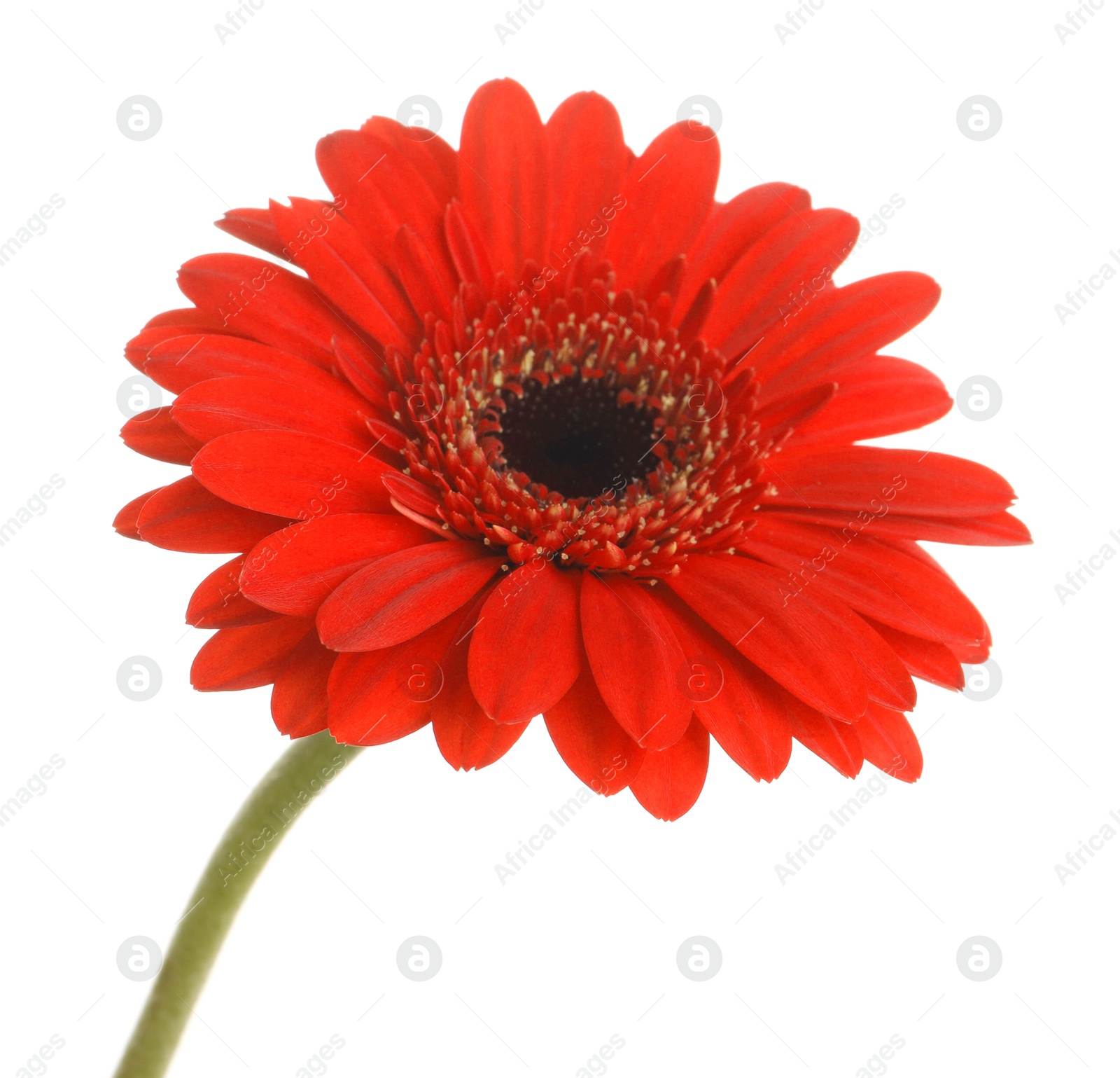 Photo of Beautiful red gerbera flower on white background