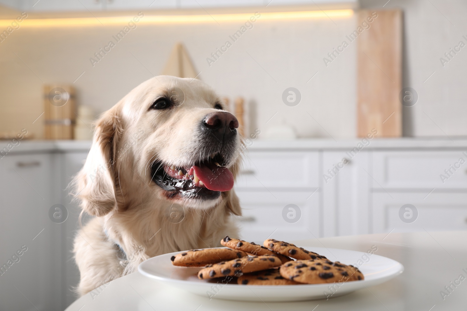 Photo of Cute funny dog near table with plate of cookies in kitchen