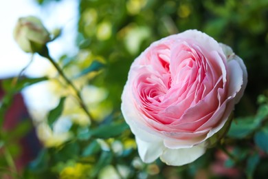 Photo of Beautiful blooming pink rose on bush outdoors, closeup. Space for text