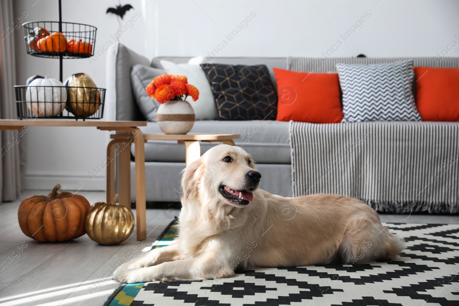 Photo of Cute dog in room decorated for Halloween