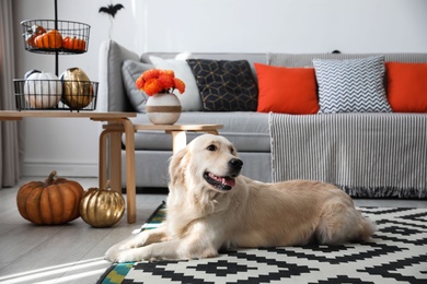 Photo of Cute dog in room decorated for Halloween