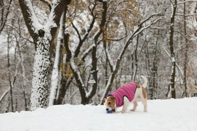 Photo of Cute Jack Russell Terrier playing with toy ball in snowy park