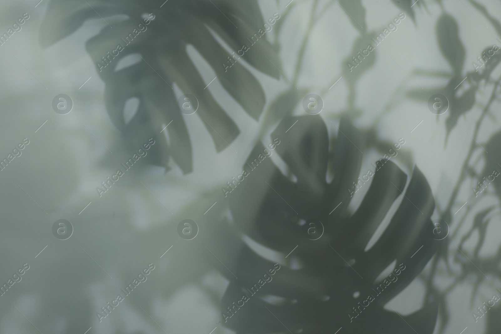 Photo of Shadow of tropical plants on light background