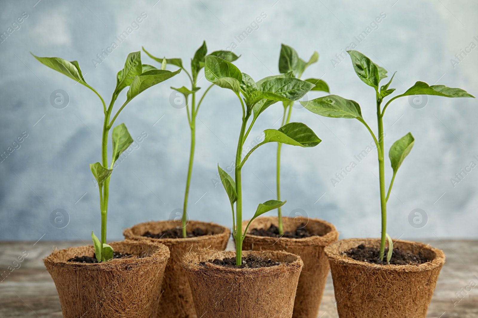 Photo of Vegetable seedlings in peat pots on table against blue background