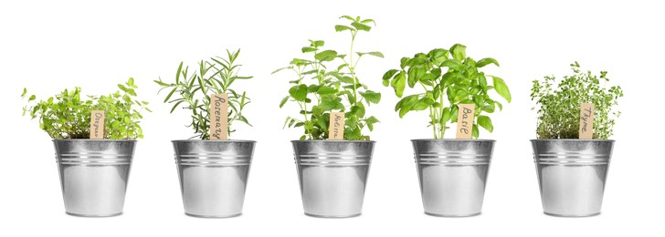 Image of Different herbs growing in pots isolated on white. Thyme, oregano, melissa, basil and rosemary