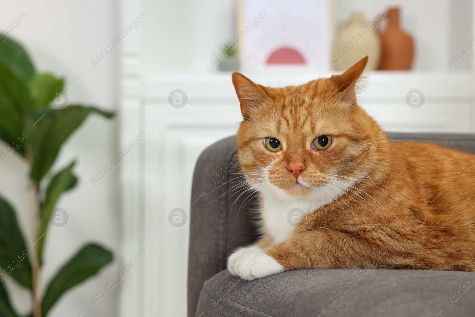 Photo of Cute ginger cat lying on armchair at home. Space for text