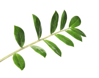 Photo of Branch with fresh green Zamioculcas zamiifolia leaves on white background