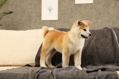 Cute akita inu puppy on sofa in living room