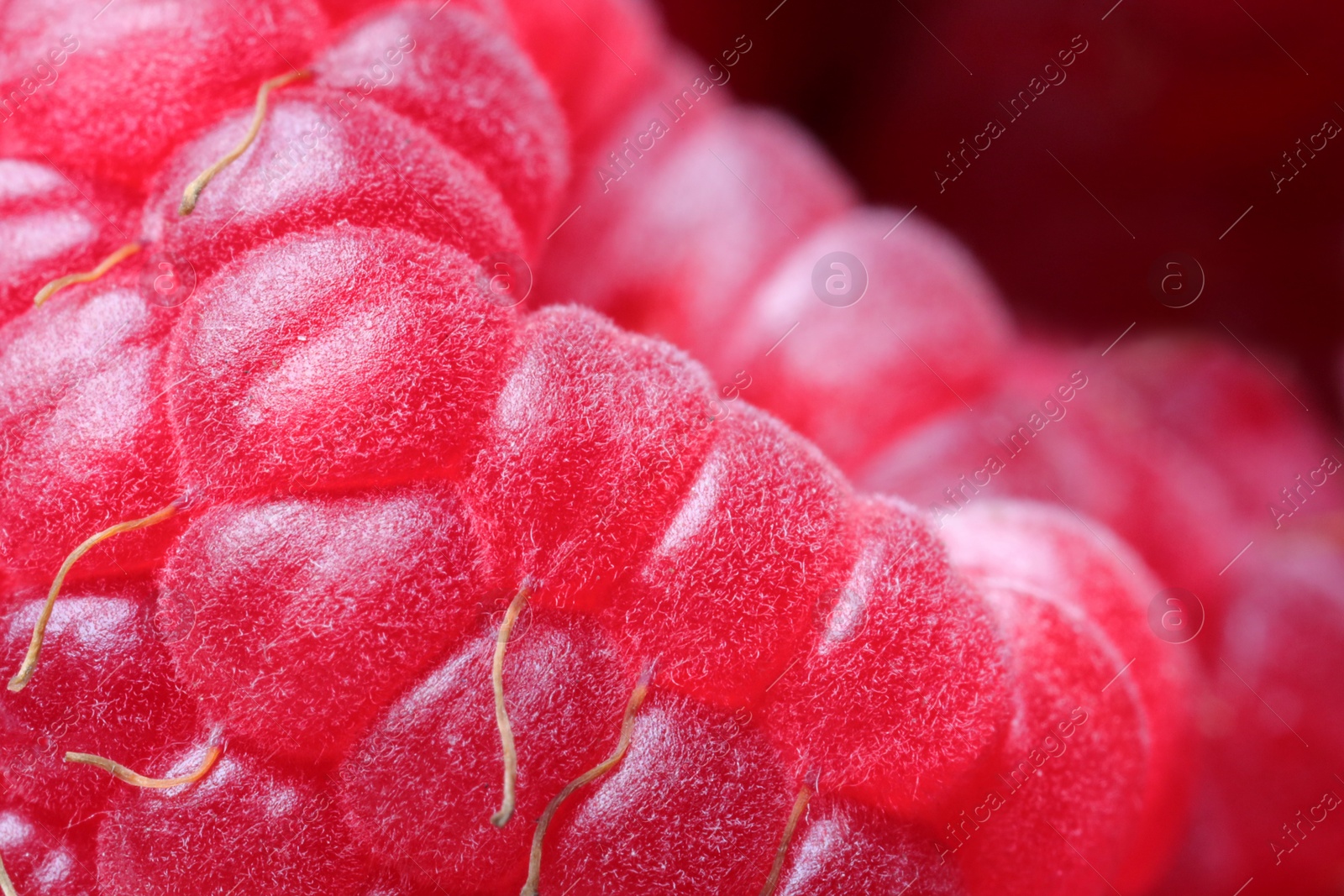 Photo of Texture of fresh ripe raspberry, macro view