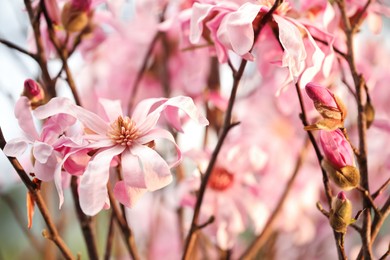 Closeup view of beautiful blooming magnolia tree outdoors