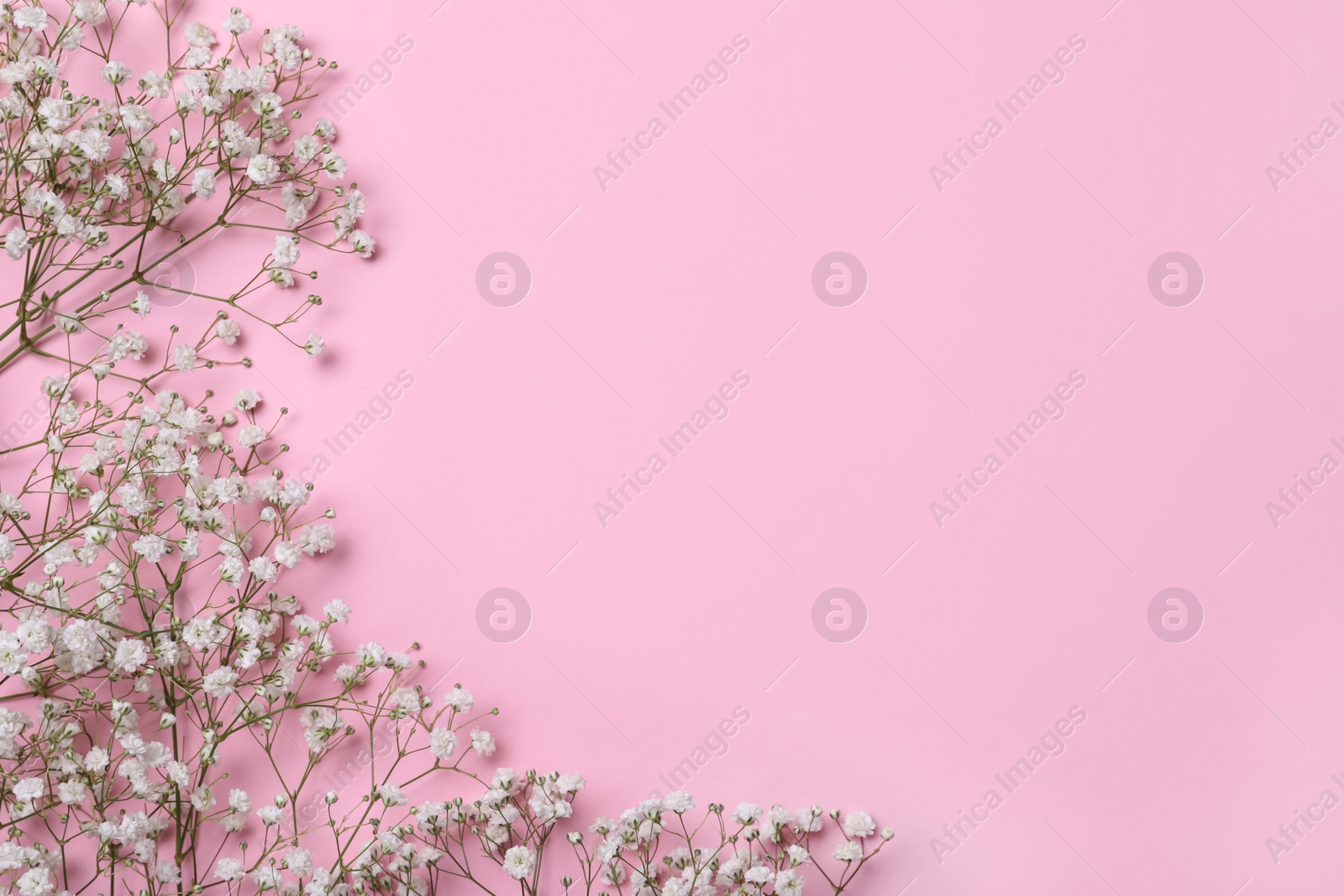 Photo of Beautiful gypsophila flowers on pink background, flat lay. Space for text