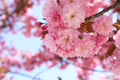 Photo of Sakura tree with beautiful pink flowers outdoors, closeup