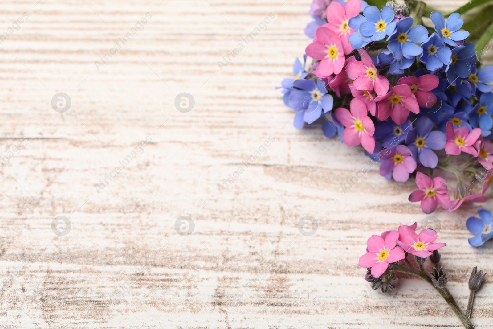Photo of Beautiful Forget-me-not flowers on white wooden table, above view. Space for text