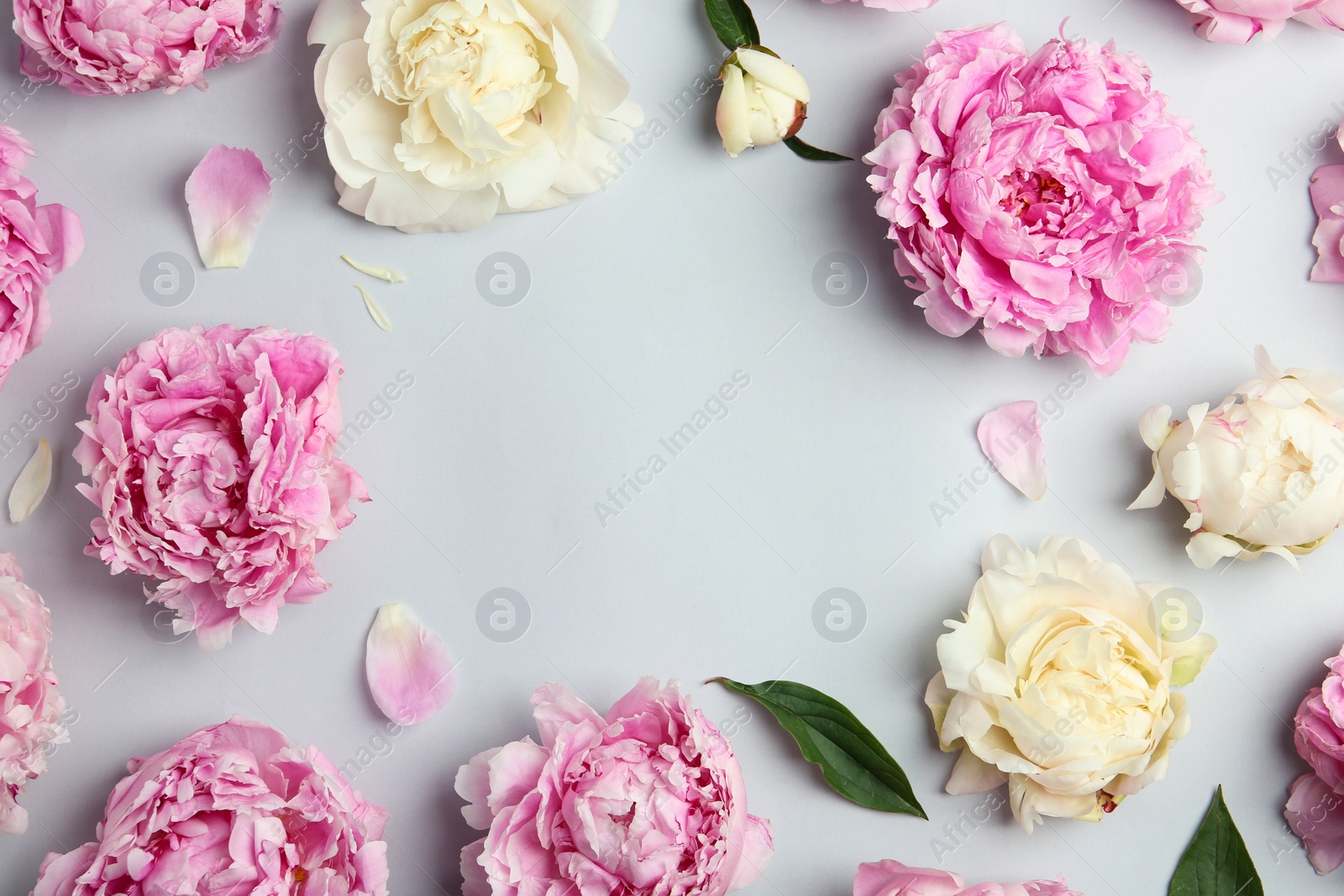 Photo of Frame made of beautiful peonies on light grey background, flat lay. Space for text