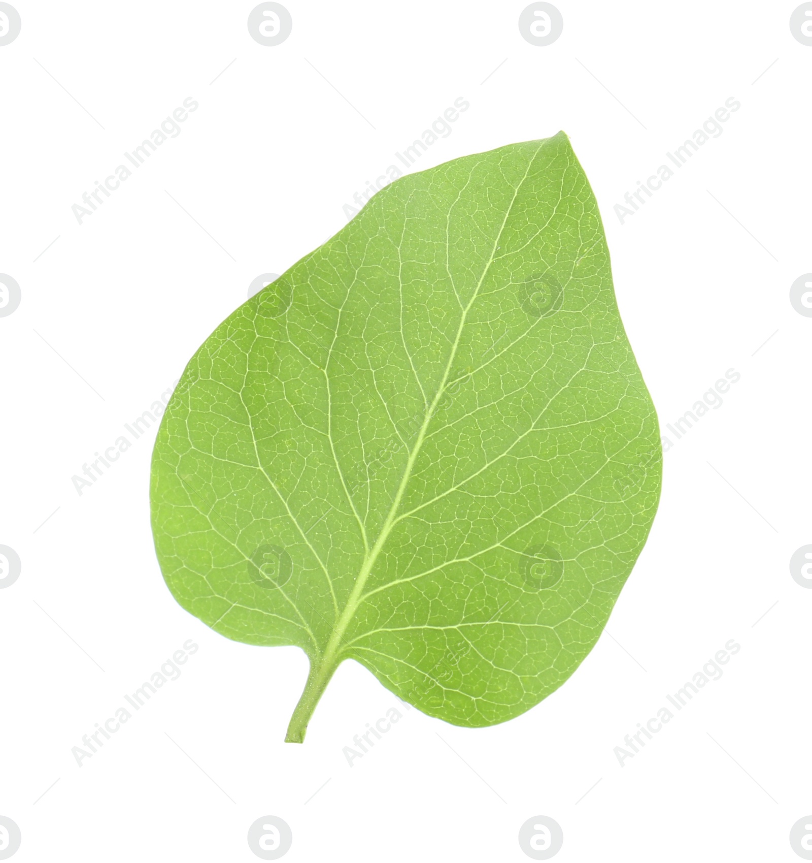 Photo of One green lilac leaf isolated on white