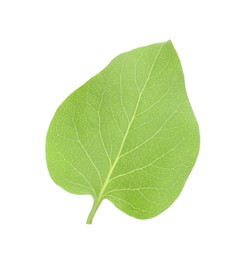 Photo of One green lilac leaf isolated on white