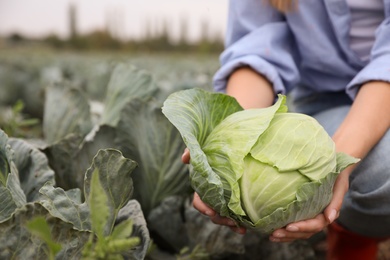 Photo of Farmer with green cabbage in field, closeup view. Harvesting time