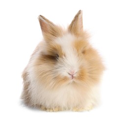 Cute little rabbit on white background. Adorable pet