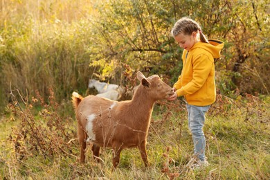 Photo of Farm animal. Cute little girl feeding goat on pasture