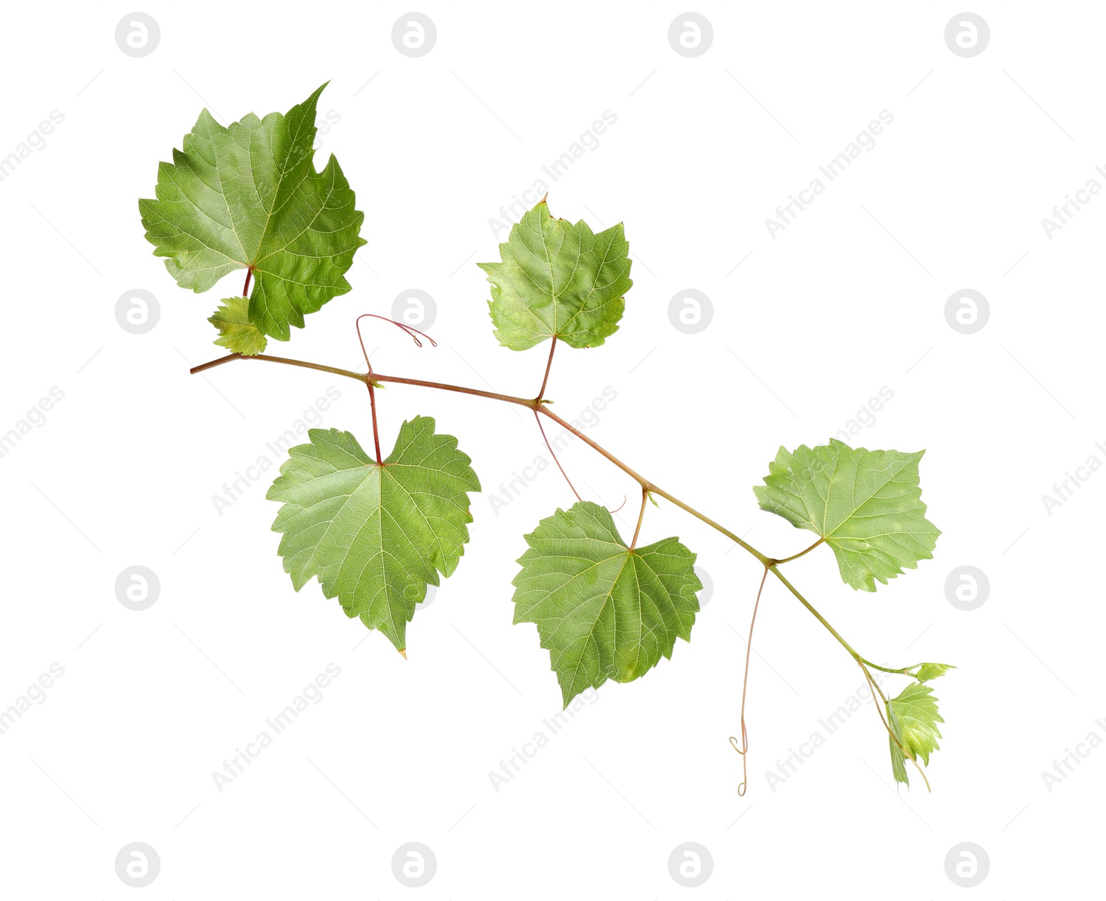 Photo of Fresh green grape leaves on white background