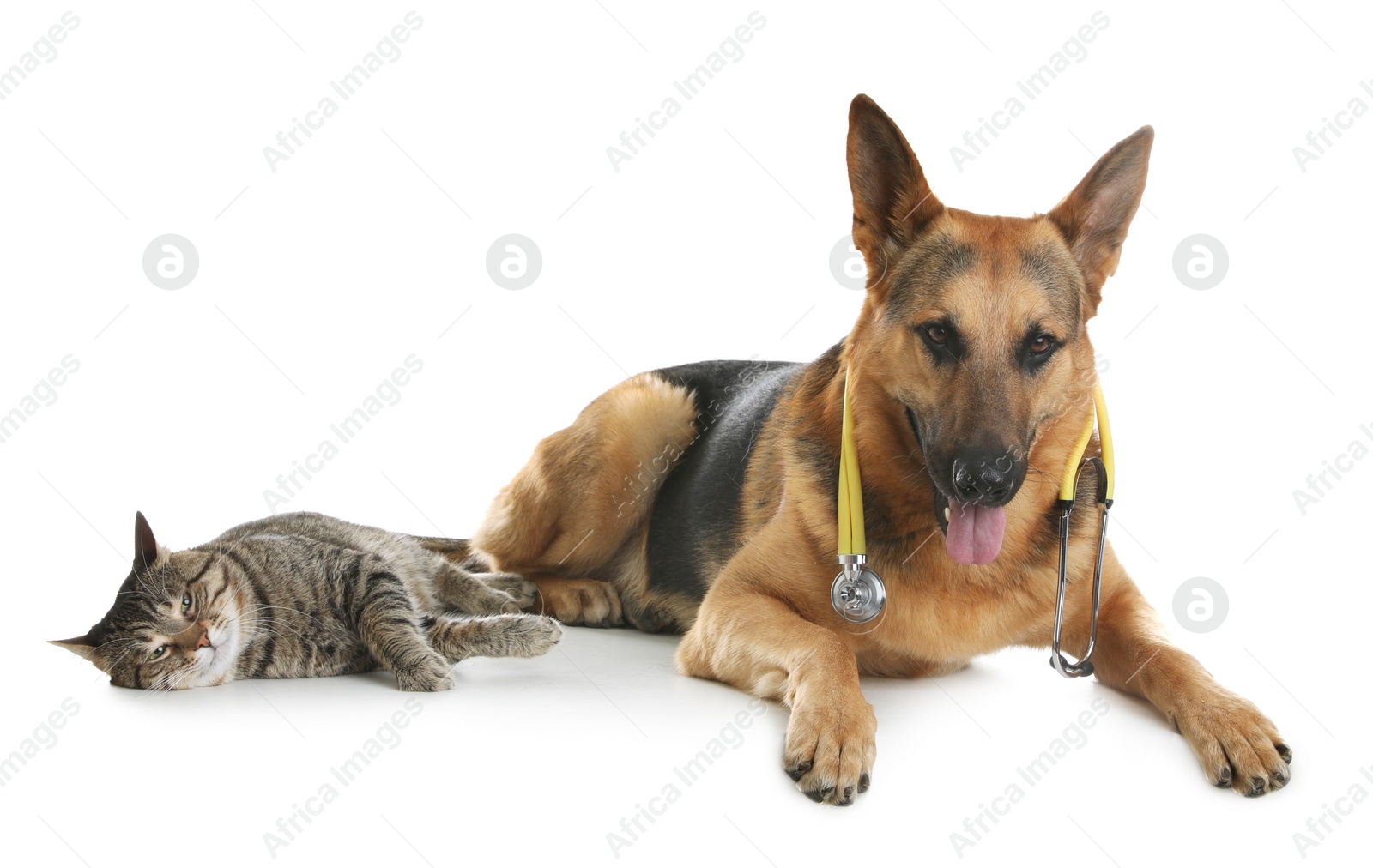 Photo of Cat and dog with stethoscope as veterinarian on white background