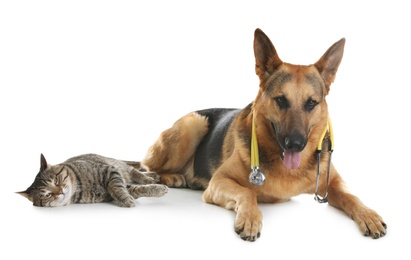 Cat and dog with stethoscope as veterinarian on white background