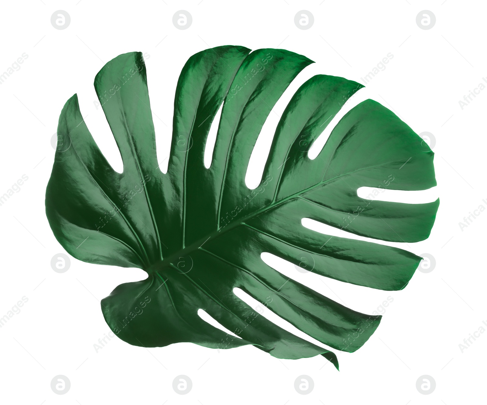 Photo of Beautiful monstera leaf isolated on white. Tropical plant