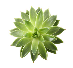 Beautiful echeveria isolated on white, top view. Succulent plant