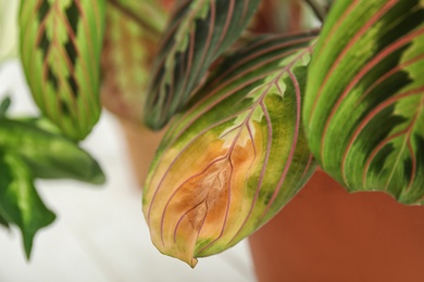 Photo of Home plant with leaf blight disease on  blurred background, closeup