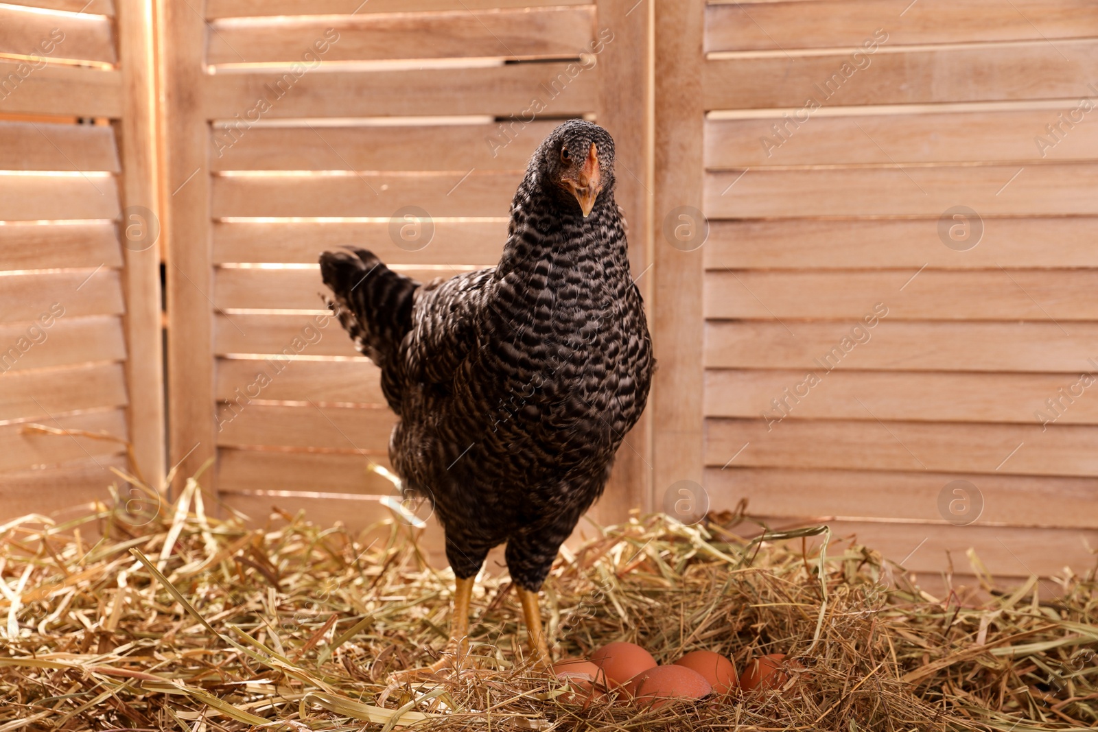 Photo of Beautiful chicken with eggs on hay in henhouse