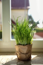 Photo of Potted green chives on windowsill indoors. Aromatic herb