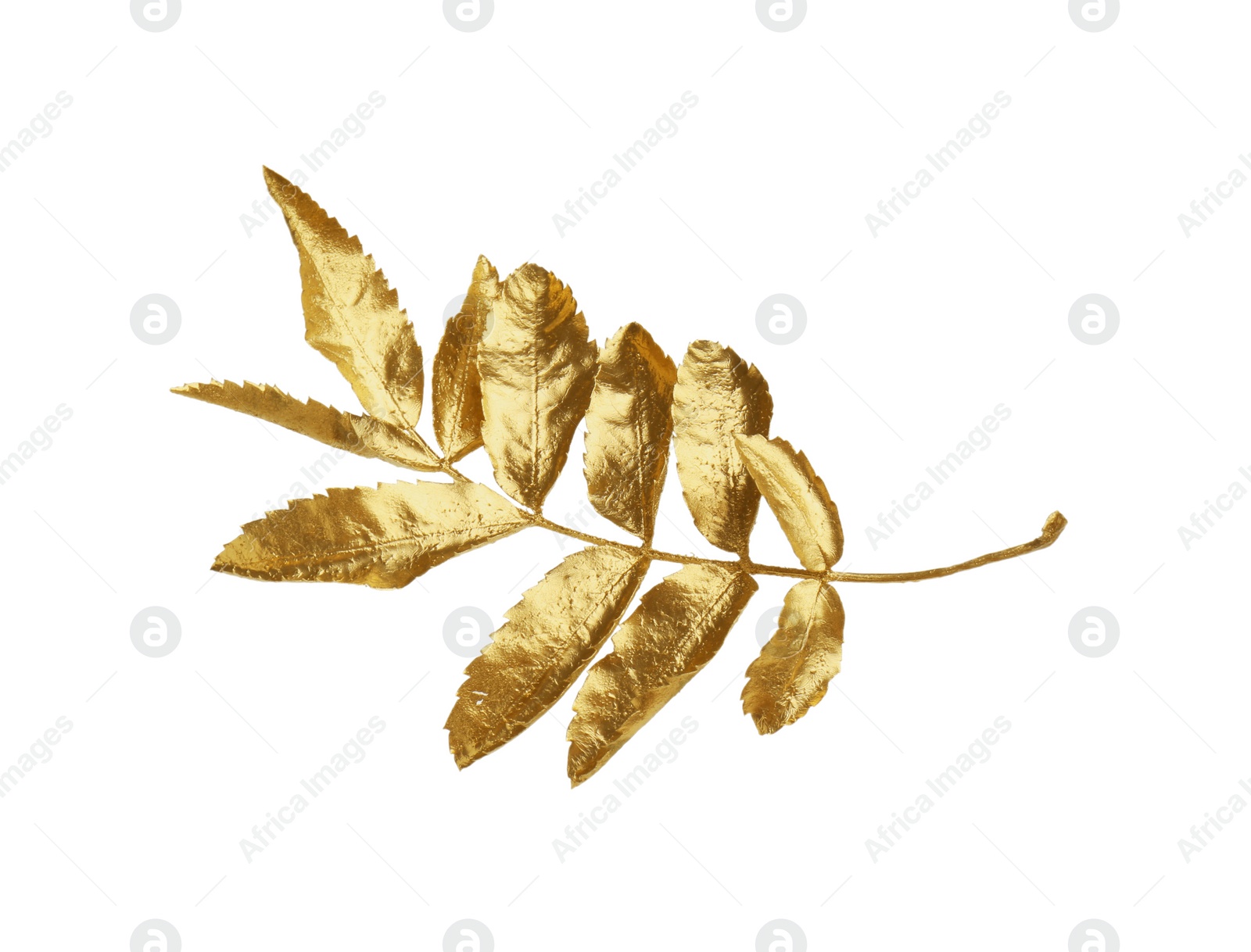 Photo of Twig of golden rowan leaves isolated on white. Autumn season