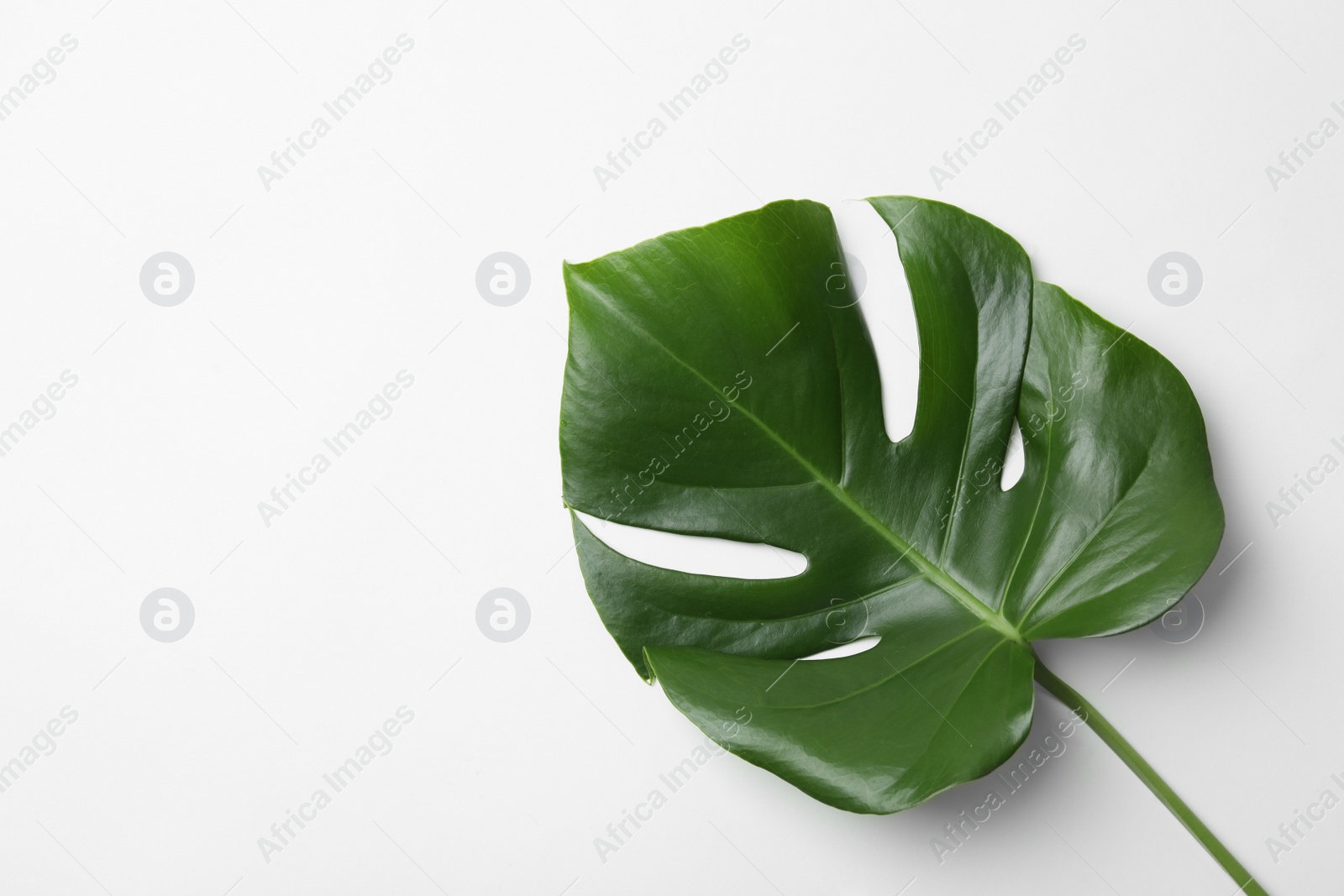 Photo of Leaf of tropical monstera plant on white background, top view