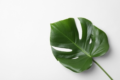 Photo of Leaf of tropical monstera plant on white background, top view