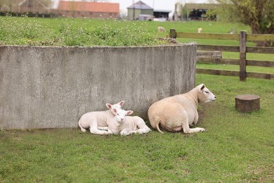 Photo of Cute funny sheep resting outdoors on spring day