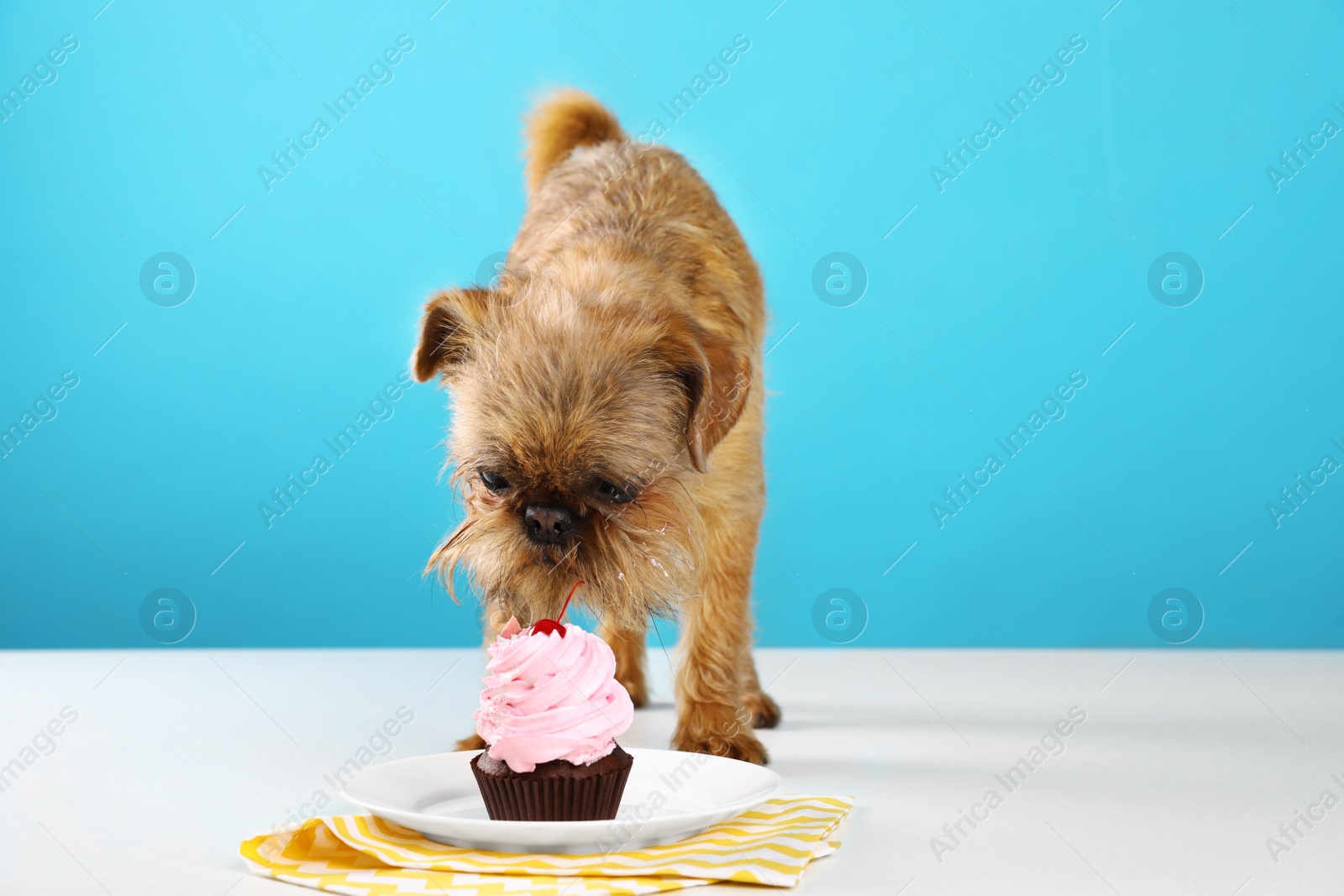 Photo of Studio portrait of funny Brussels Griffon dog eating tasty cupcake against color background