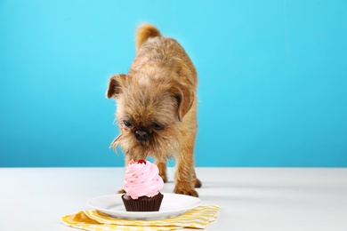 Studio portrait of funny Brussels Griffon dog eating tasty cupcake against color background