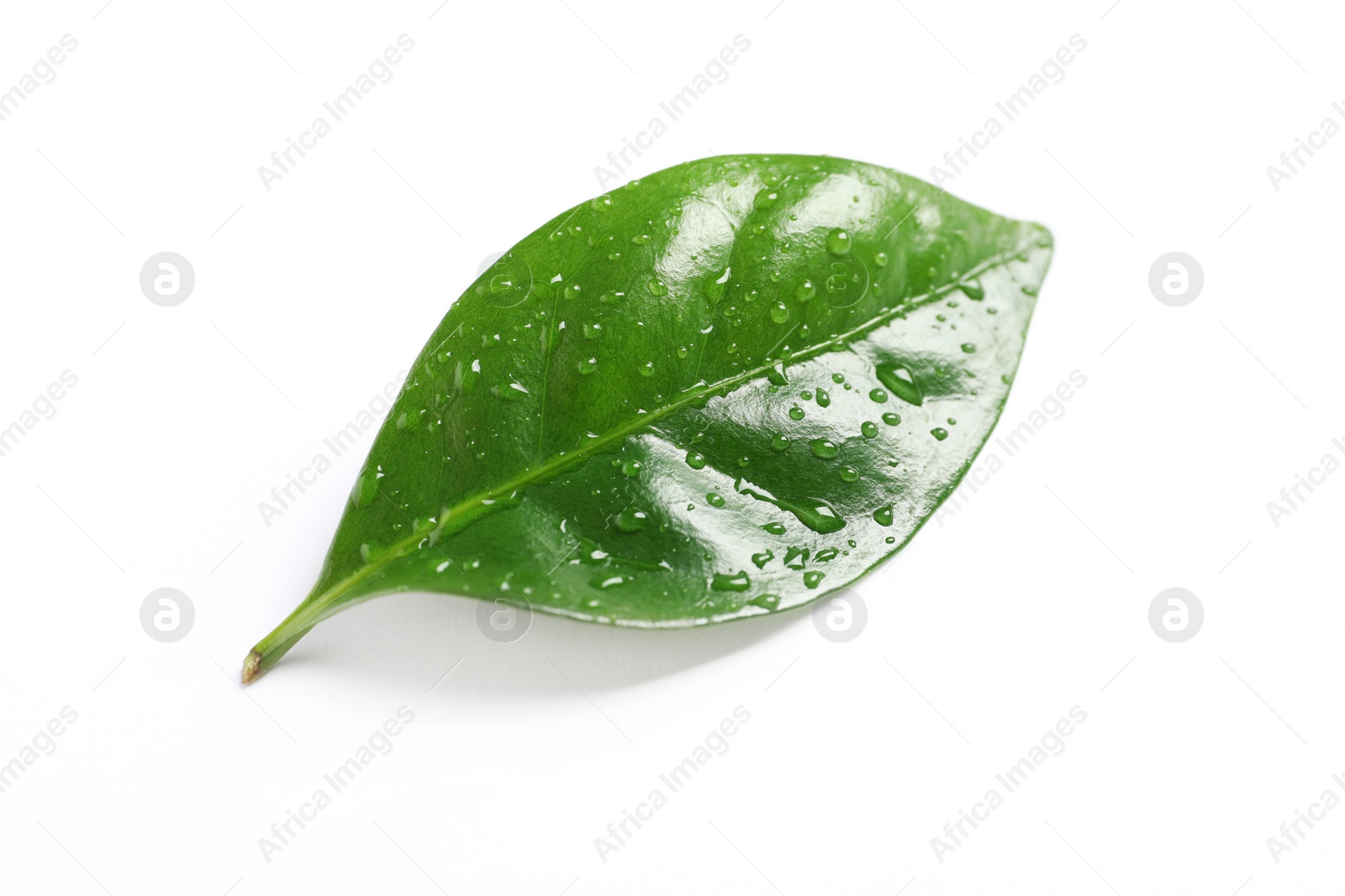 Photo of Fresh green coffee leaf with water drops isolated on white